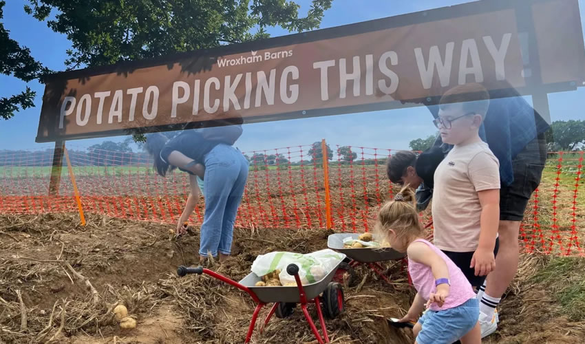 Wroxham Barns potato picking